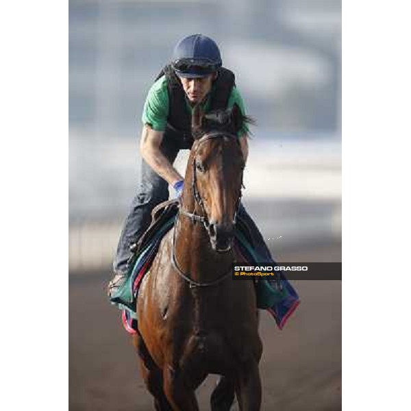 morning worksout - Feuerblitz Hong Kong,Sha Tin racecourse,6th dec.2013 ph.Stefano Grasso