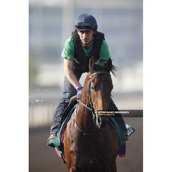 morning worksout - Feuerblitz Hong Kong,Sha Tin racecourse,6th dec.2013 ph.Stefano Grasso