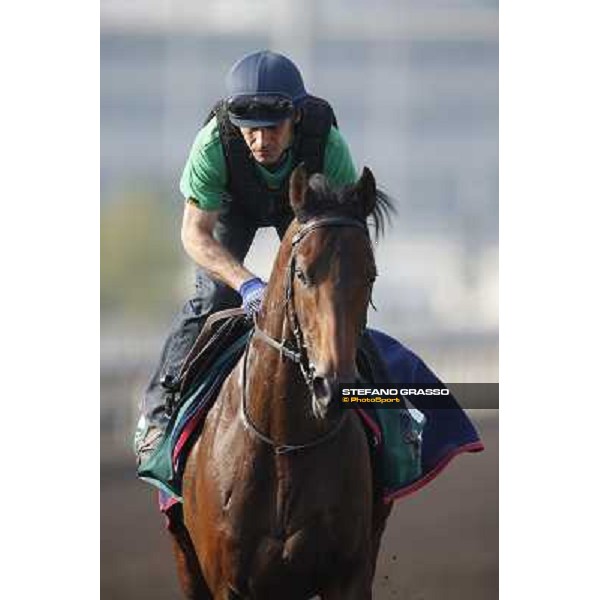 morning worksout - Feuerblitz Hong Kong,Sha Tin racecourse,6th dec.2013 ph.Stefano Grasso