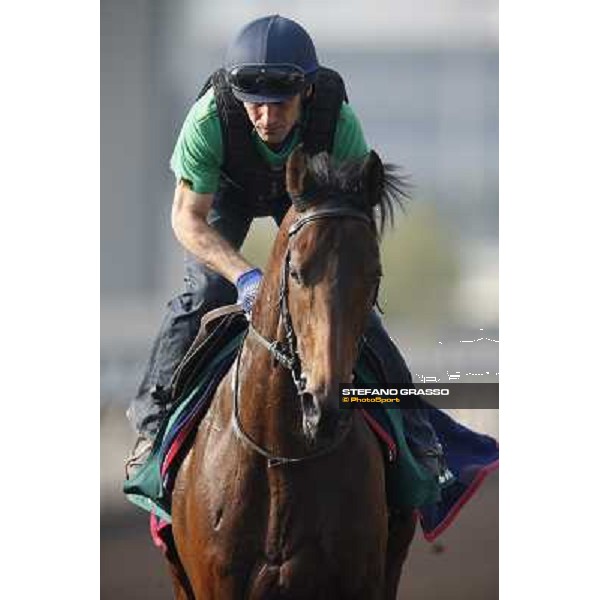 morning worksout - Feuerblitz Hong Kong,Sha Tin racecourse,6th dec.2013 ph.Stefano Grasso