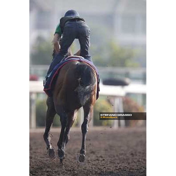 morning worksout - Feuerblitz Hong Kong,Sha Tin racecourse,6th dec.2013 ph.Stefano Grasso