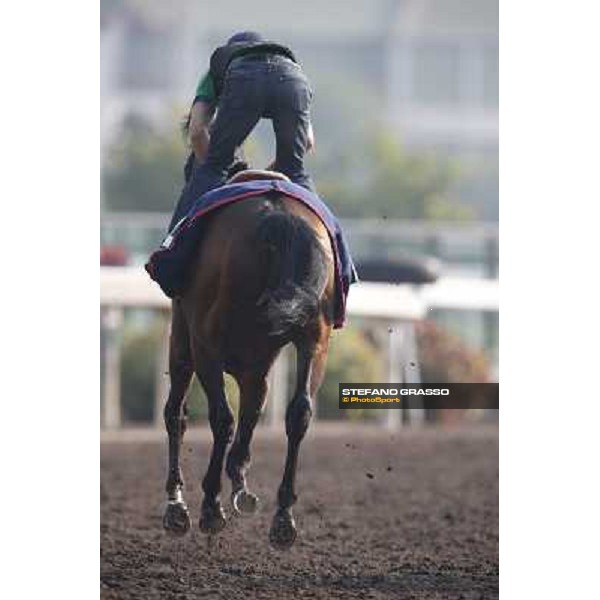 morning worksout - Feuerblitz Hong Kong,Sha Tin racecourse,6th dec.2013 ph.Stefano Grasso