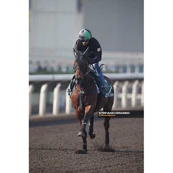 morning worksout - Asuka Kurichan Hong Kong,Sha Tin racecourse,6th dec.2013 ph.Stefano Grasso