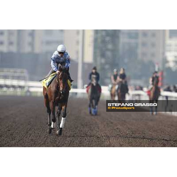 morning worksout - Lord Kanaloa Hong Kong,Sha Tin racecourse,6th dec.2013 ph.Stefano Grasso