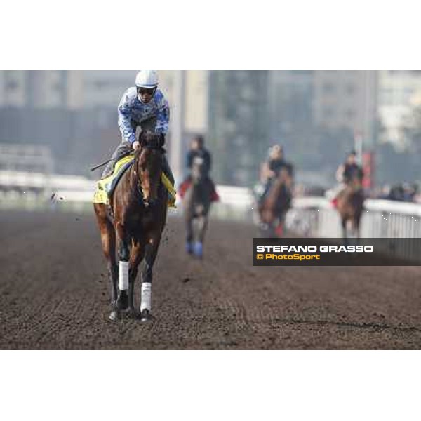 morning worksout - Lord Kanaloa Hong Kong,Sha Tin racecourse,6th dec.2013 ph.Stefano Grasso