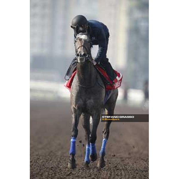 morning worksout - Grandeur Hong Kong,Sha Tin racecourse,6th dec.2013 ph.Stefano Grasso