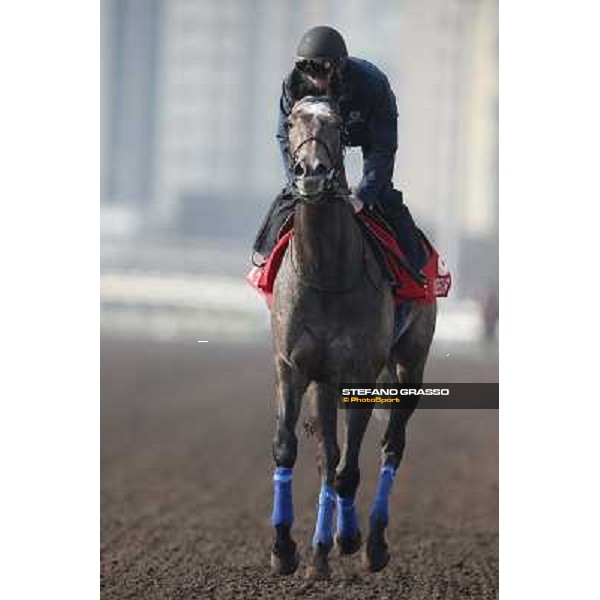 morning worksout - Grandeur Hong Kong,Sha Tin racecourse,6th dec.2013 ph.Stefano Grasso