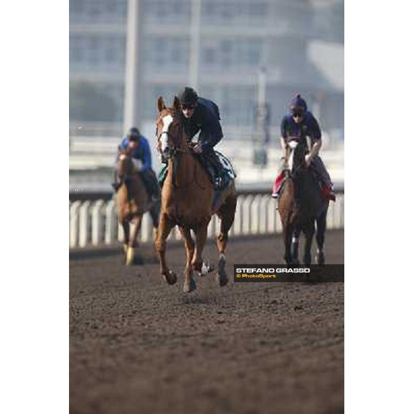 morning worksout - Nymphea Hong Kong,Sha Tin racecourse,6th dec.2013 ph.Stefano Grasso