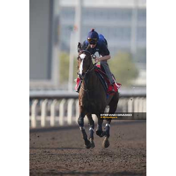 morning worksout - Neatico Hong Kong,Sha Tin racecourse,6th dec.2013 ph.Stefano Grasso