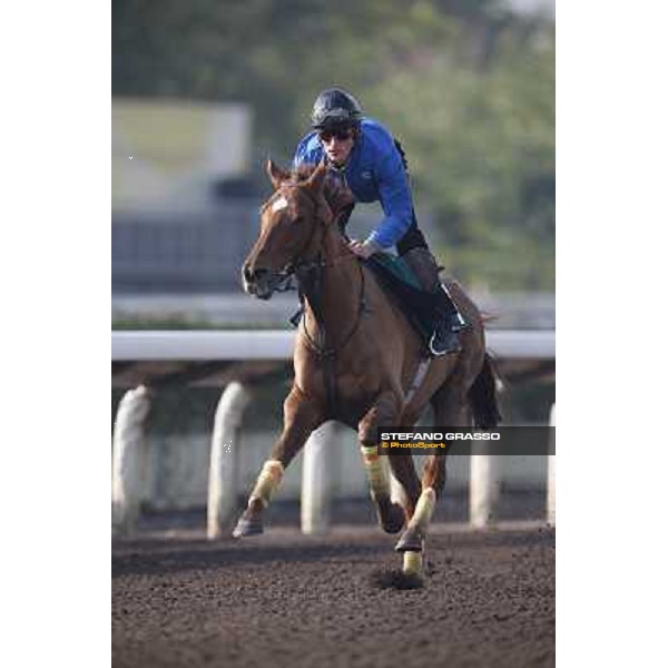 morning worksout - Seismos Hong Kong,Sha Tin racecourse,6th dec.2013 ph.Stefano Grasso