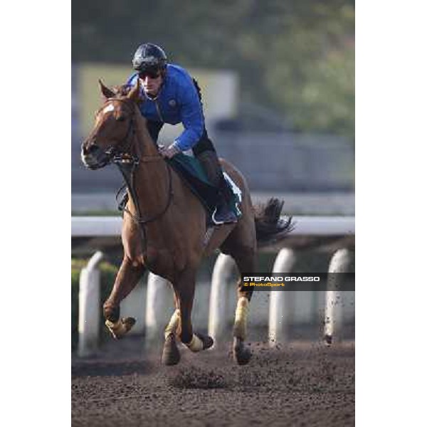 morning worksout - Seismos Hong Kong,Sha Tin racecourse,6th dec.2013 ph.Stefano Grasso