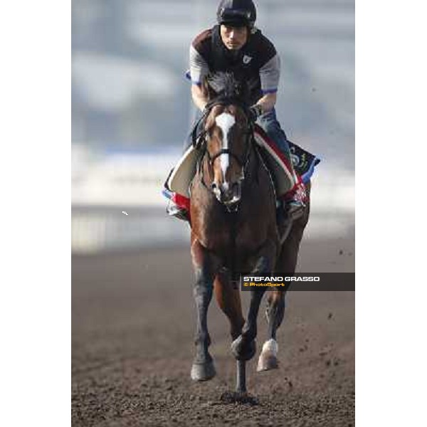 morning worksout - Tokei Halo Hong Kong,Sha Tin racecourse,6th dec.2013 ph.Stefano Grasso