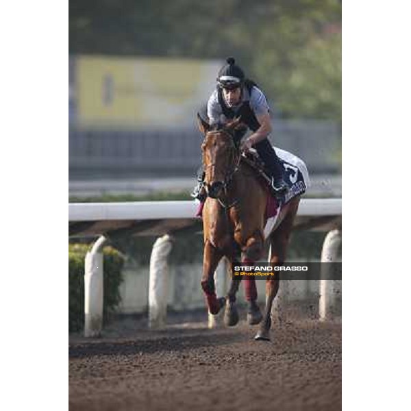 morning worksout - Moonlight Cloud Hong Kong,Sha Tin racecourse,6th dec.2013 ph.Stefano Grasso