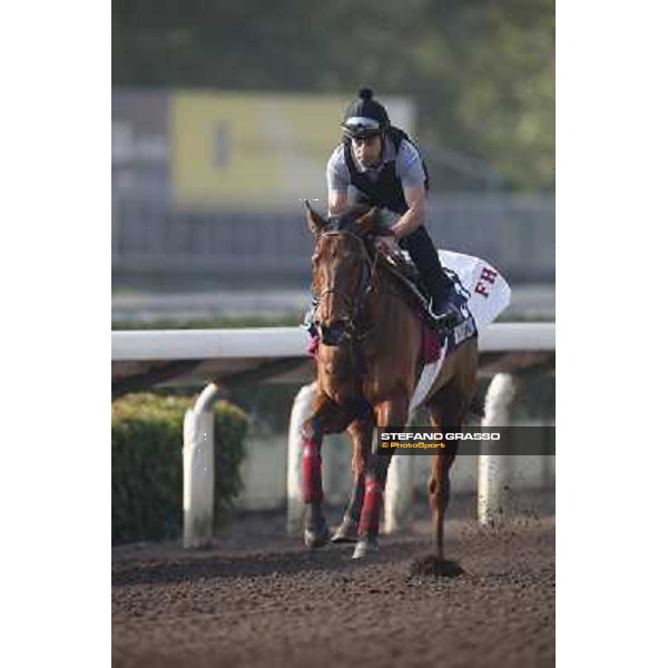 morning worksout - Moonlight Cloud Hong Kong,Sha Tin racecourse,6th dec.2013 ph.Stefano Grasso