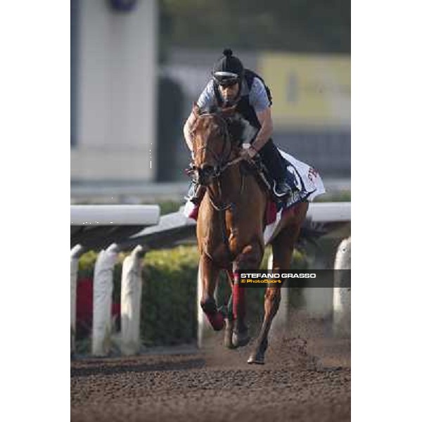 morning worksout - Moonlight Cloud Hong Kong,Sha Tin racecourse,6th dec.2013 ph.Stefano Grasso