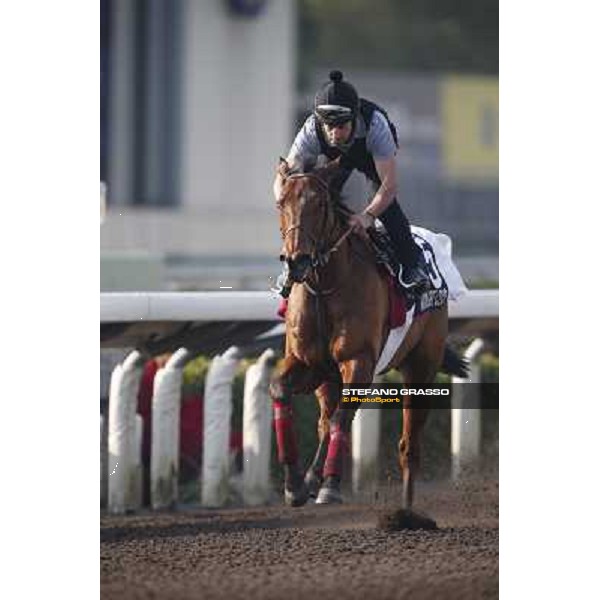 morning worksout - Moonlight Cloud Hong Kong,Sha Tin racecourse,6th dec.2013 ph.Stefano Grasso