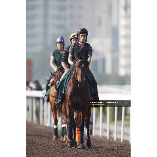 morning worksout - Dunaden Hong Kong,Sha Tin racecourse,6th dec.2013 ph.Stefano Grasso