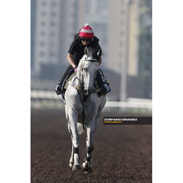 morning worksout - Linton Hong Kong,Sha Tin racecourse,6th dec.2013 ph.Stefano Grasso