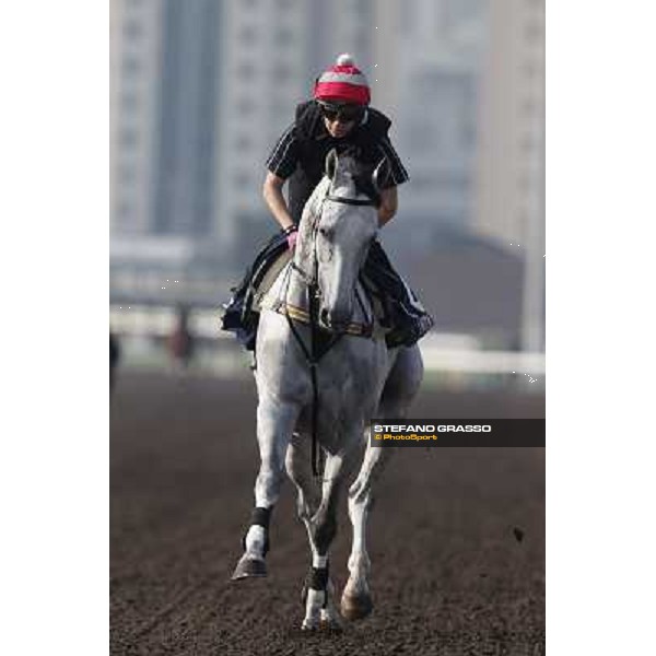 morning worksout - Linton Hong Kong,Sha Tin racecourse,6th dec.2013 ph.Stefano Grasso