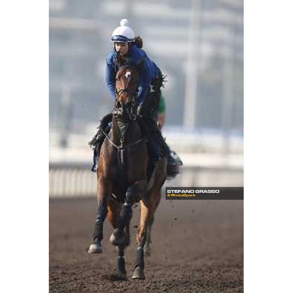 morning worksout - King Kreesa Hong Kong,Sha Tin racecourse,6th dec.2013 ph.Stefano Grasso