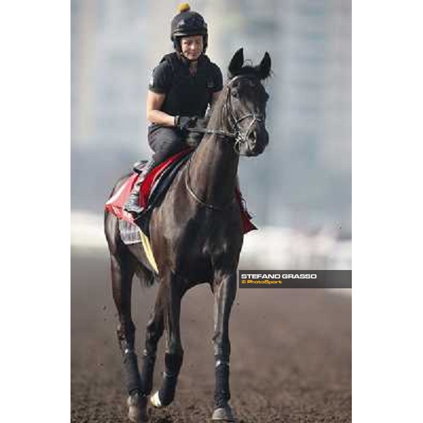 morning worksout - Side Glance Hong Kong,Sha Tin racecourse,6th dec.2013 ph.Stefano Grasso