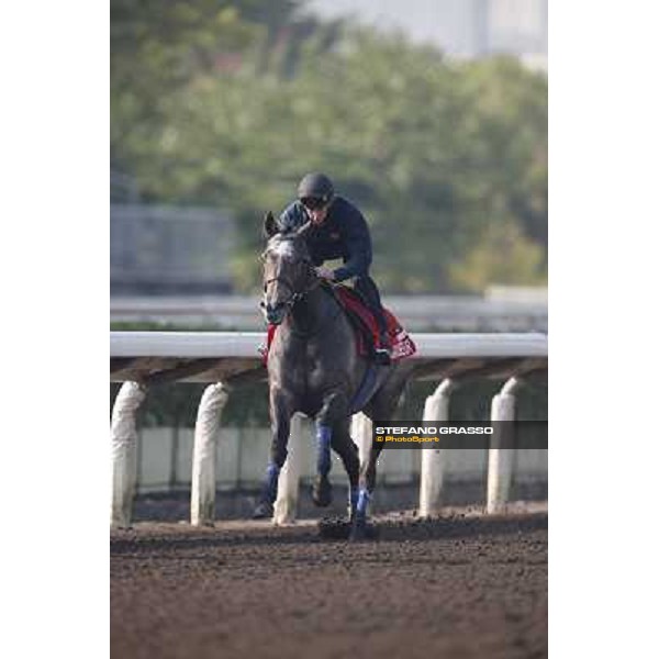 morning worksout - Grandeur Hong Kong,Sha Tin racecourse,6th dec.2013 ph.Stefano Grasso