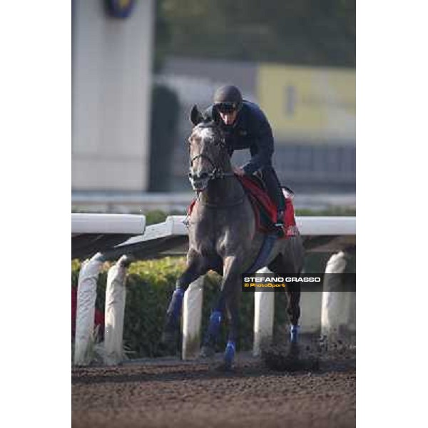 morning worksout - Grandeur Hong Kong,Sha Tin racecourse,6th dec.2013 ph.Stefano Grasso