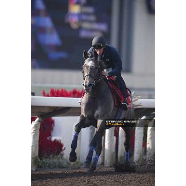morning worksout - Grandeur Hong Kong,Sha Tin racecourse,6th dec.2013 ph.Stefano Grasso