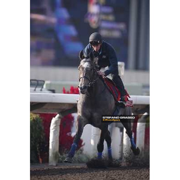 morning worksout - Grandeur Hong Kong,Sha Tin racecourse,6th dec.2013 ph.Stefano Grasso