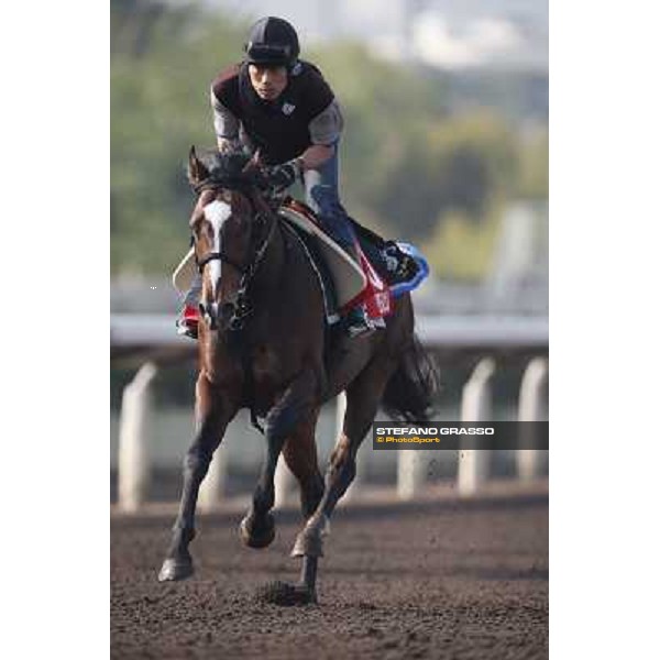 morning worksout - Tokei Halo Hong Kong,Sha Tin racecourse,6th dec.2013 ph.Stefano Grasso