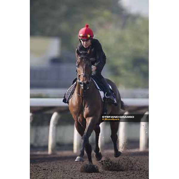 morning worksout - Gordon Lord Byron Hong Kong,Sha Tin racecourse,6th dec.2013 ph.Stefano Grasso