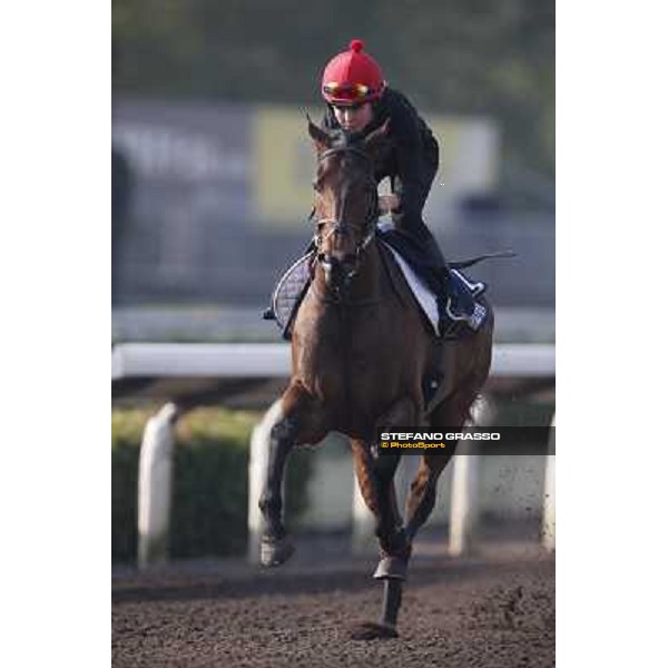 morning worksout - Gordon Lord Byron Hong Kong,Sha Tin racecourse,6th dec.2013 ph.Stefano Grasso