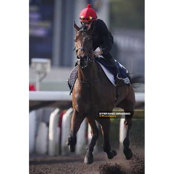 morning worksout - Gordon Lord Byron Hong Kong,Sha Tin racecourse,6th dec.2013 ph.Stefano Grasso