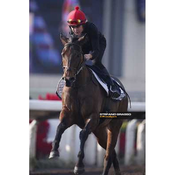 morning worksout - Gordon Lord Byron Hong Kong,Sha Tin racecourse,6th dec.2013 ph.Stefano Grasso