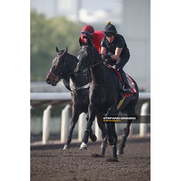morning worksout - Side Glance Hong Kong,Sha Tin racecourse,6th dec.2013 ph.Stefano Grasso