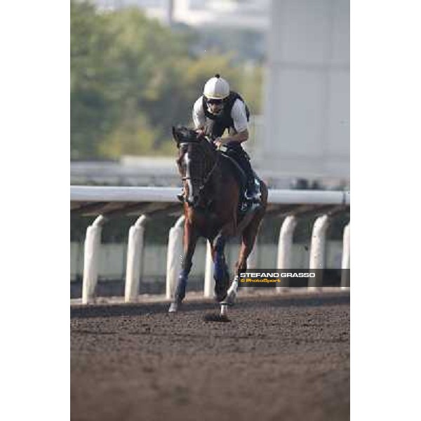 morning worksout - Mount Athos Hong Kong,Sha Tin racecourse,6th dec.2013 ph.Stefano Grasso