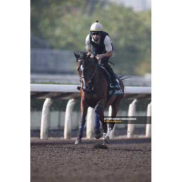 morning worksout - Mount Athos Hong Kong,Sha Tin racecourse,6th dec.2013 ph.Stefano Grasso