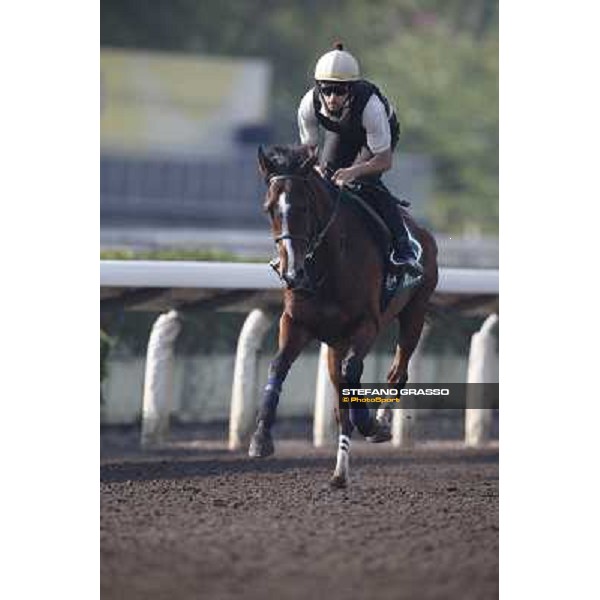 morning worksout - Mount Athos Hong Kong,Sha Tin racecourse,6th dec.2013 ph.Stefano Grasso