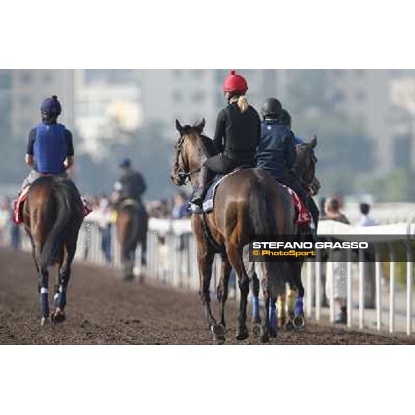 morning worksout Hong Kong,Sha Tin racecourse,6th dec.2013 ph.Stefano Grasso