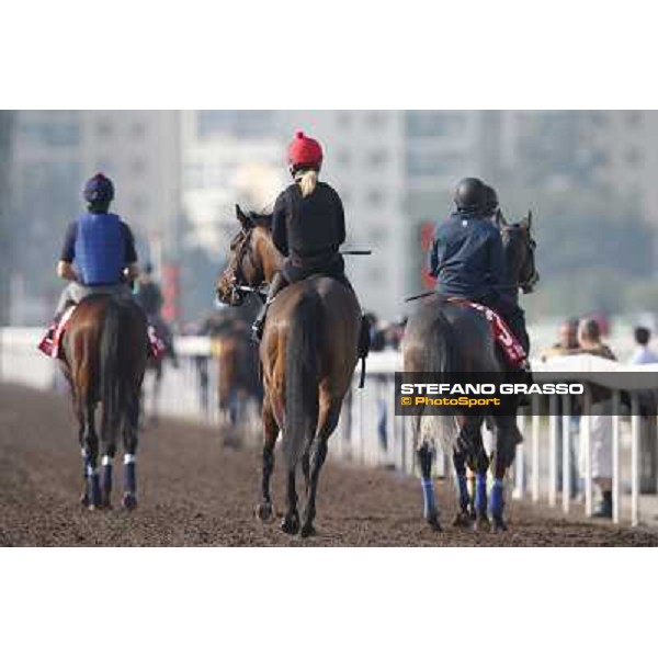 morning worksout Hong Kong,Sha Tin racecourse,6th dec.2013 ph.Stefano Grasso