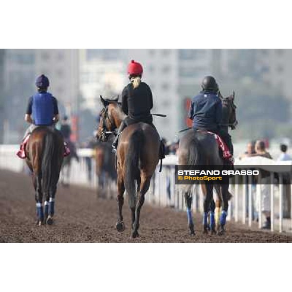 morning worksout Hong Kong,Sha Tin racecourse,6th dec.2013 ph.Stefano Grasso