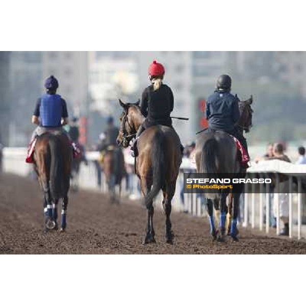 morning worksout Hong Kong,Sha Tin racecourse,6th dec.2013 ph.Stefano Grasso