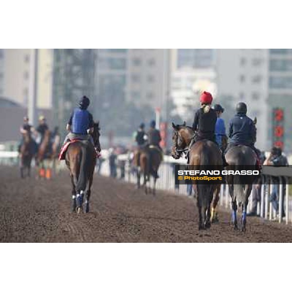 morning worksout Hong Kong,Sha Tin racecourse,6th dec.2013 ph.Stefano Grasso