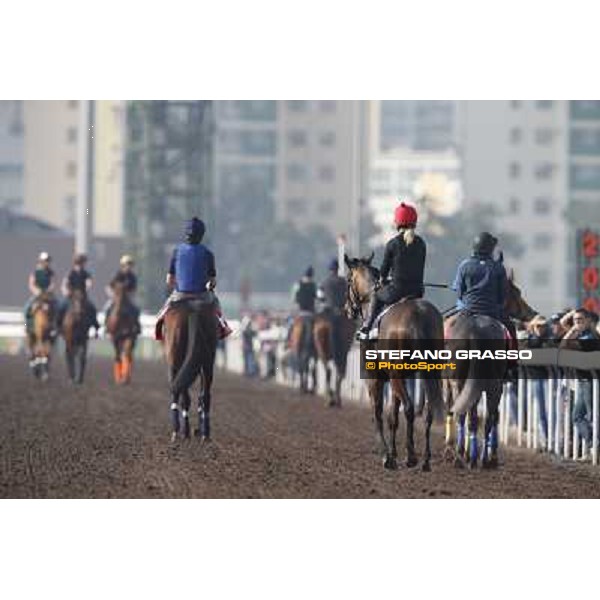 morning worksout Hong Kong,Sha Tin racecourse,6th dec.2013 ph.Stefano Grasso