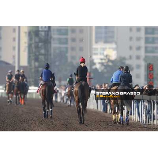 morning worksout Hong Kong,Sha Tin racecourse,6th dec.2013 ph.Stefano Grasso