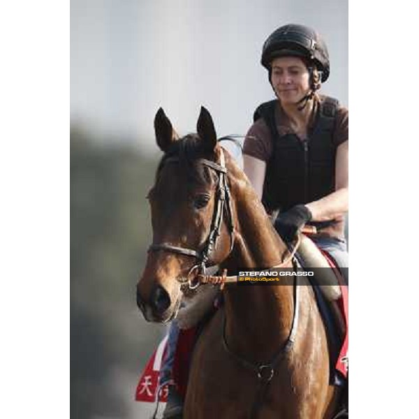 morning worksout - Cirrus des Aigles Hong Kong,Sha Tin racecourse,6th dec.2013 ph.Stefano Grasso