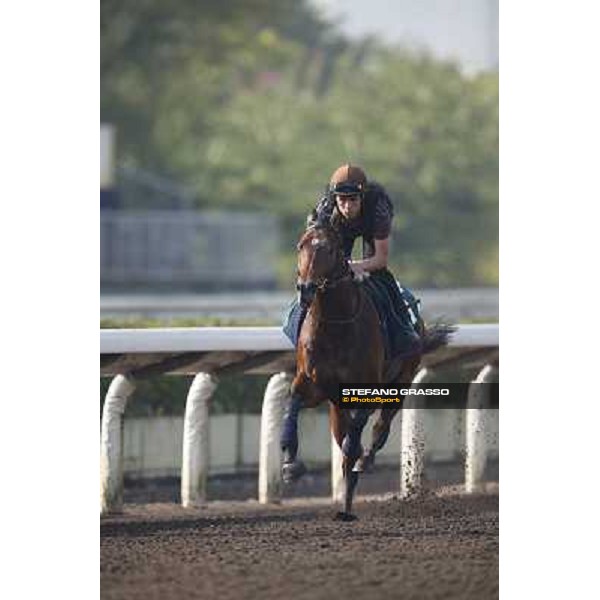 morning worksout - Dandino Hong Kong,Sha Tin racecourse,6th dec.2013 ph.Stefano Grasso