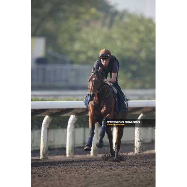 morning worksout - Dandino Hong Kong,Sha Tin racecourse,6th dec.2013 ph.Stefano Grasso