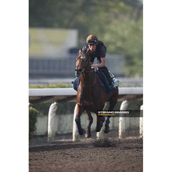 morning worksout - Dandino Hong Kong,Sha Tin racecourse,6th dec.2013 ph.Stefano Grasso