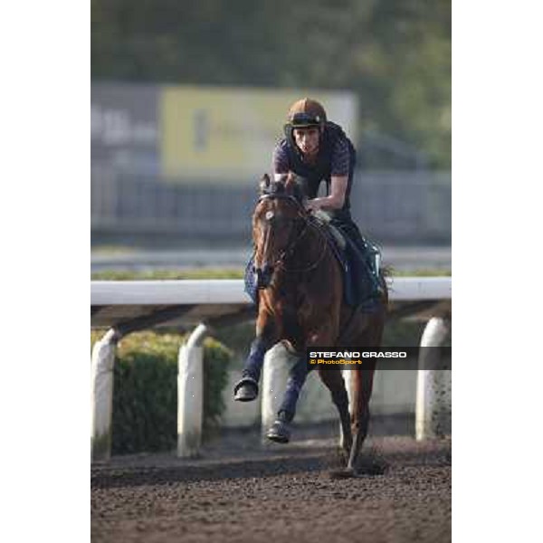 morning worksout - Dandino Hong Kong,Sha Tin racecourse,6th dec.2013 ph.Stefano Grasso